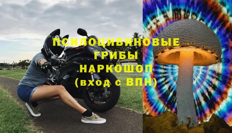 Псилоцибиновые грибы Cubensis  Краснослободск 